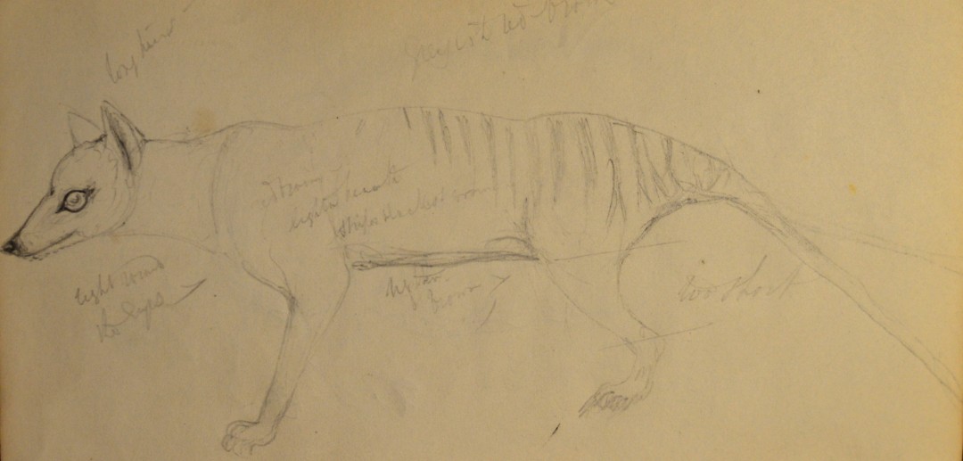 TH Huxley animal sketch